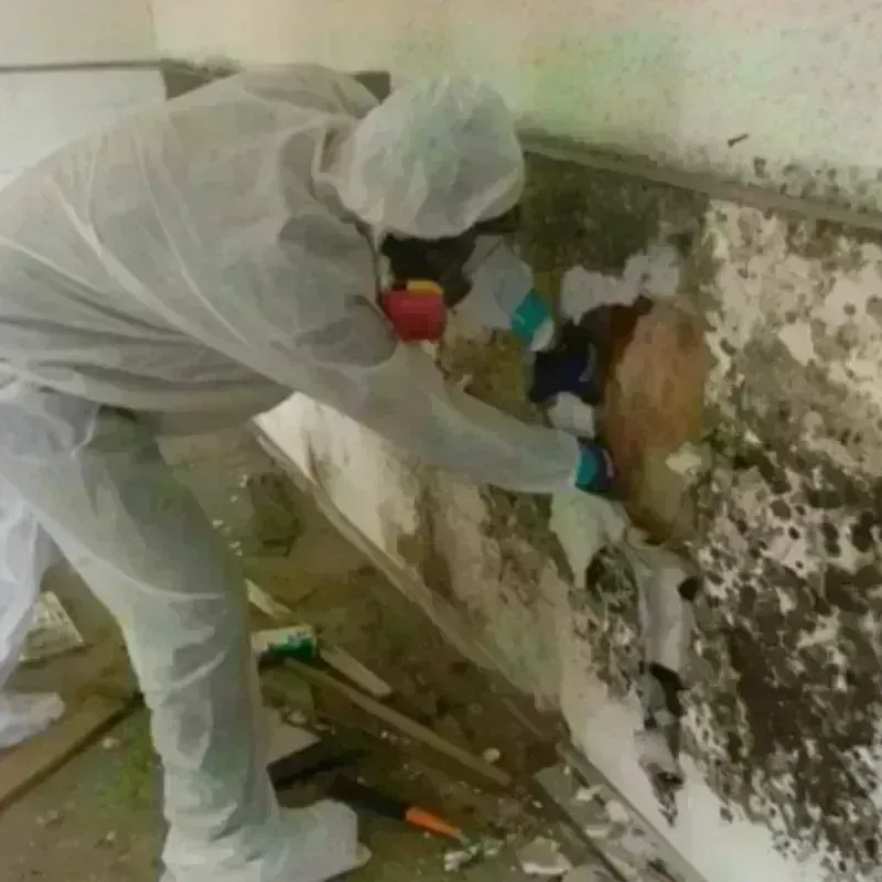 Mold Remediation and Removal in Ohatchee, AL